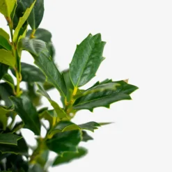 Southern Living Oakland Holly Tree 8 Southern Living Oakland Holly Tree -The Tree Center Southern Living Oakland Holly Tree 7G 05 600x600 1