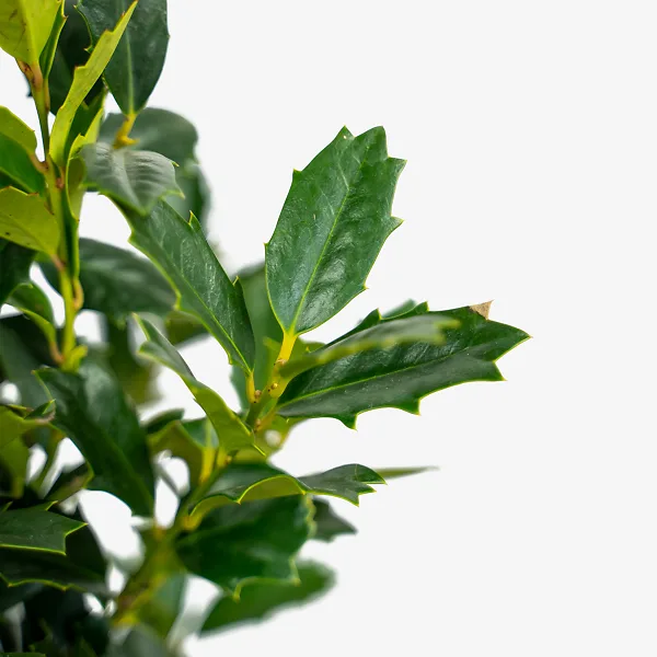 Southern Living Oakland Holly Tree 4 Southern Living Oakland Holly Tree - Image 4