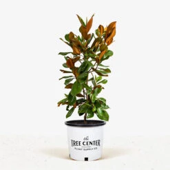 Southern Magnolia "DD Blanchard" -The Tree Center Southern Magnolia DD Blanchard 5G 01 1 600x600 1