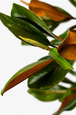 Southern Magnolia "DD Blanchard" -The Tree Center Southern Magnolia DD Blanchard 5G 04 600x900 1