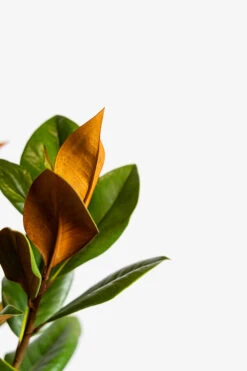 Southern Magnolia "DD Blanchard" -The Tree Center Southern Magnolia DD Blanchard 5G 05 600x900 1