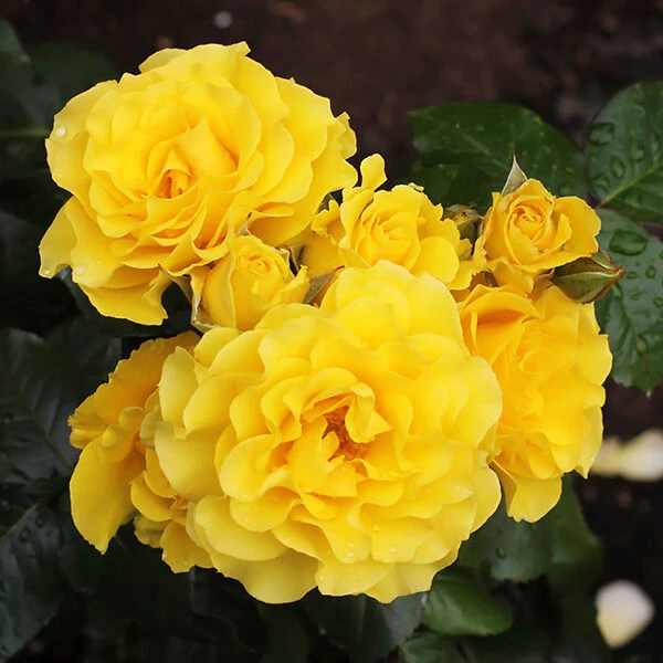 Sparkle & Shine™ Miniature Rose Tree 2 Sparkle & Shine™ Miniature Rose Tree - Image 2