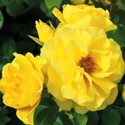 Sparkle & Shine™ Miniature Rose Tree 5 Sparkle & Shine™ Miniature Rose Tree -The Tree Center Sparkle Shine Miniature Rose Tree 2 copy jpg webp