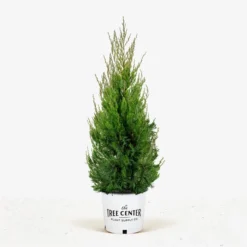 Spartan Juniper -The Tree Center Spartan Juniper 5G 01 jpg 600x600 1