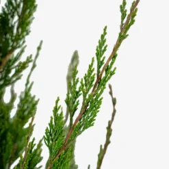 Spartan Juniper -The Tree Center Spartan Juniper 5G 03 600x600 1