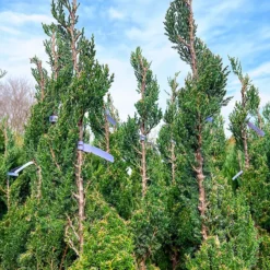 Spiral Blue Point Juniper -The Tree Center Spiral Blue Point Juniper 2 600x600 1