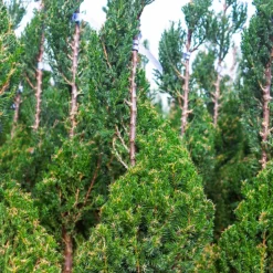 Spiral Blue Point Juniper