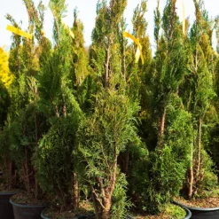 Spiral Emerald Green Arborvitae -The Tree Center Spiral Emerald Green Arborvitae 1.1 600x600 1