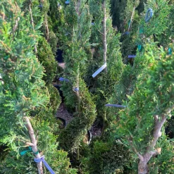 Spiral Leyland Cypress -The Tree Center Spiral Leyland Cypress 4 600x600 1