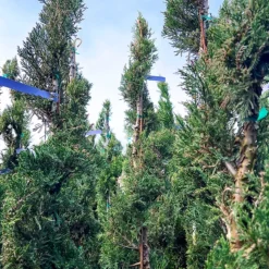 Spiral Sea Green Juniper