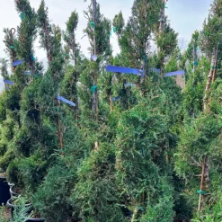 Spiral Sea Green Juniper -The Tree Center Spiral Sea Green Juniper 3 600x600 1