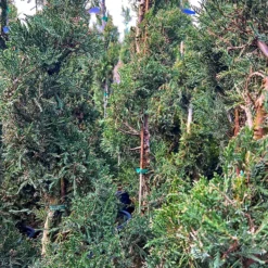 Spiral Sea Green Juniper -The Tree Center Spiral Sea Green Juniper 4 600x600 1