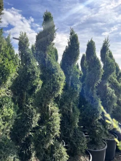 Spiralis Spartan Juniper -The Tree Center SpiralisSpartanJuniper4 600x800 1