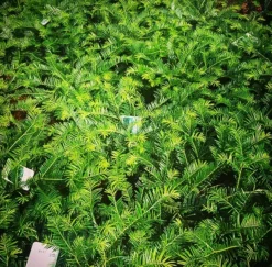 Spreading Japanese Plum Yew -The Tree Center Spreading Japanese Plum Yew 4 copy jpg webp