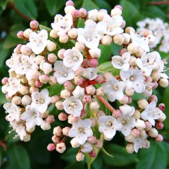 Spring Bouquet Viburnum -The Tree Center Spring Bouquet Viburnum 1 copy jpg