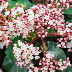 Spring Bouquet Viburnum