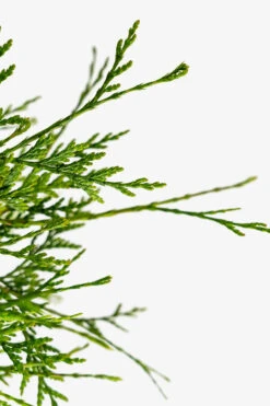 Spring Grove® Western Arborvitae 9 Spring Grove® Western Arborvitae -The Tree Center Spring Grove Western Arborvitae 3G 03 600x900 1