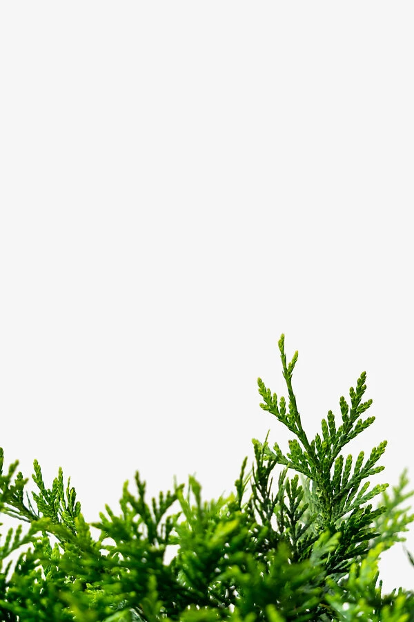 Spring Grove® Western Arborvitae 4 Spring Grove® Western Arborvitae - Image 4