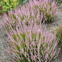 Spring Torch Heather -The Tree Center Spring Torch Heather 1 copy 600x600 1