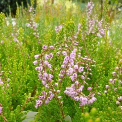 Spring Torch Heather
