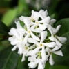 Star Jasmine