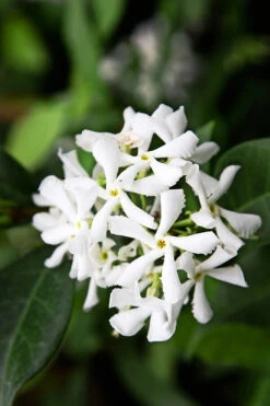 Star Jasmine