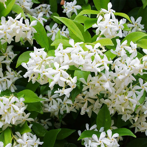 Star Jasmine 2 Star Jasmine - Image 2