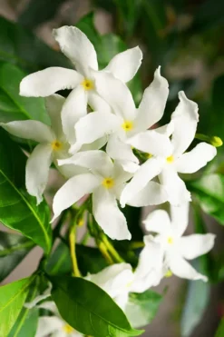 Star Jasmine 5 Star Jasmine -The Tree Center Star Jasmine 3 copy jpg webp