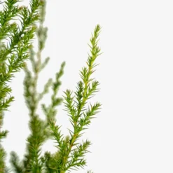 Star Power Juniper -The Tree Center Star Power Juniper 7G 02 600x600 1