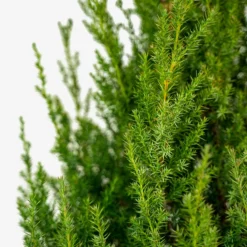 Star Power Juniper -The Tree Center Star Power Juniper 7G 04 600x600 1