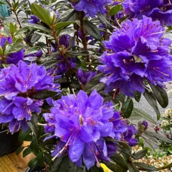 Starry Night Rhododendron -The Tree Center Starry Night Rhododendron 1 copy jpg