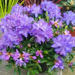 Starry Night Rhododendron -The Tree Center Starry Night Rhododendron 3 copy jpg