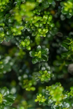 Steeds Upright Japanese Holly -The Tree Center Steeds Upright Japanese Holly 7G 03 copy 600x900 1