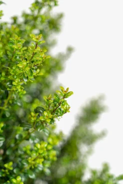 Steeds Upright Japanese Holly -The Tree Center Steeds Upright Japanese Holly 7G 04 copy 600x900 1