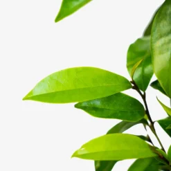 Stellar Ruby Magnolia -The Tree Center Stella Ruby Magnolia 7G 04 copy 600x600 1