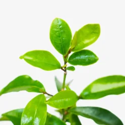 Stellar Ruby Magnolia -The Tree Center Stella Ruby Magnolia 7G 05 copy 600x600 1