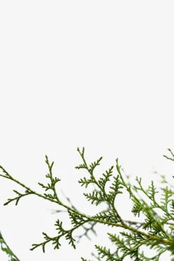 Sugar And Spice Arborvitae 7 Sugar And Spice Arborvitae -The Tree Center Sugar And Spice Arborvitae 5G 02 600x900 1