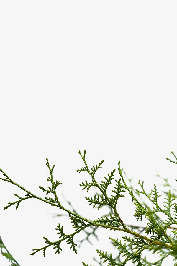 Sugar And Spice Arborvitae 4 Sugar And Spice Arborvitae - Image 4