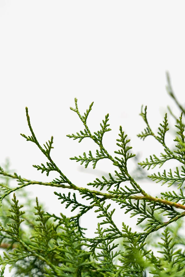 Sugar And Spice Arborvitae 3 Sugar And Spice Arborvitae - Image 3