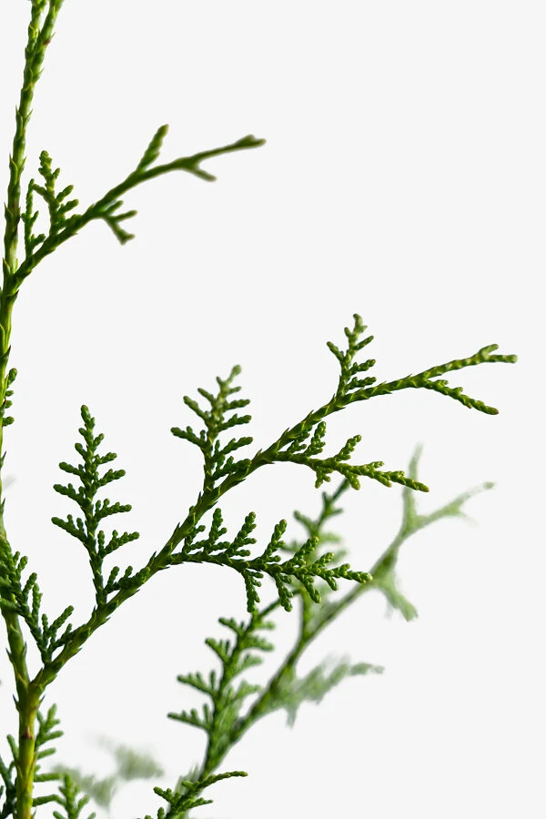 Sugar And Spice Arborvitae 1 Sugar And Spice Arborvitae