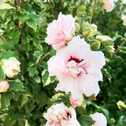Sugar Tip® Rose Of Sharon 7 Sugar Tip® Rose Of Sharon -The Tree Center Sugar Tip Rose of Sharon 2 copy 600x600 1