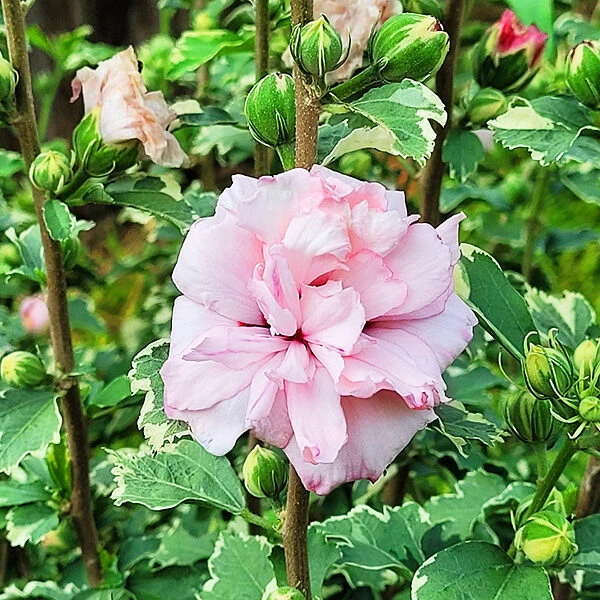 Sugar Tip® Rose Of Sharon 5 Sugar Tip® Rose Of Sharon - Image 5