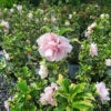 Sugar Tip® Rose Of Sharon