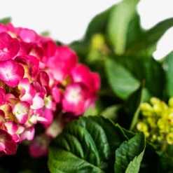 Summer Crush® Bigleaf Hydrangea