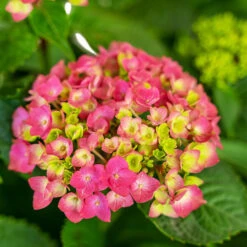 Summer Crush® Bigleaf Hydrangea -The Tree Center Summer Crush Hydrangea 3G 05 copy 2 600x600 1