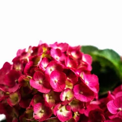 Summer Crush® Bigleaf Hydrangea -The Tree Center Summer Crush Hydrangea 3G 05 copy 600x600 1