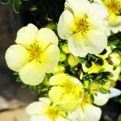 Summer Dawn Cinquefoil -The Tree Center Summer Dawn Cinquefoil 2 copy 600x600 1