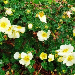Summer Dawn Cinquefoil -The Tree Center Summer Dawn Cinquefoil 3 copy 600x600 1