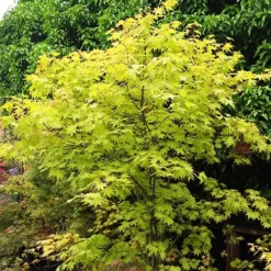 Summer Gold Japanese Maple -The Tree Center Summer Gold Japanese Maple 1 copy jpg