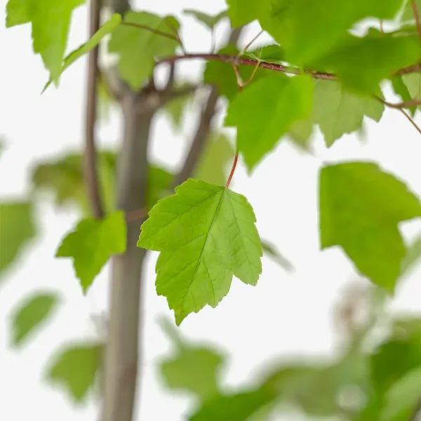 Summer Red Maple 3 Summer Red Maple - Image 3